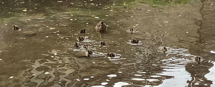 Ducklings2021