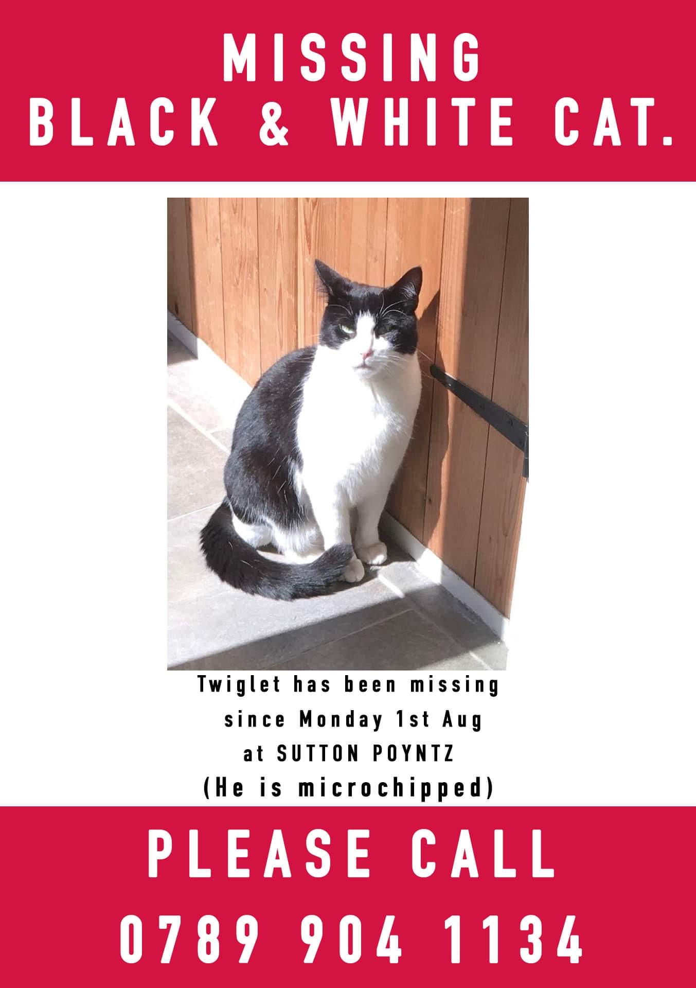 MissingCat