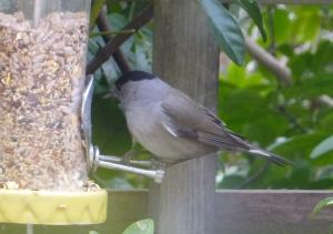 Blackcap