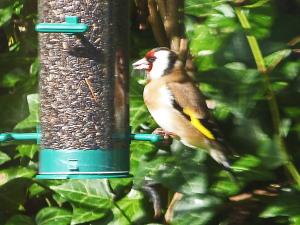 Goldfinch