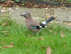 Jay