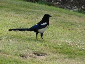 Magpie