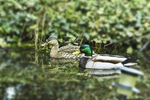 Mallards