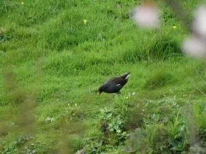 Moorhen